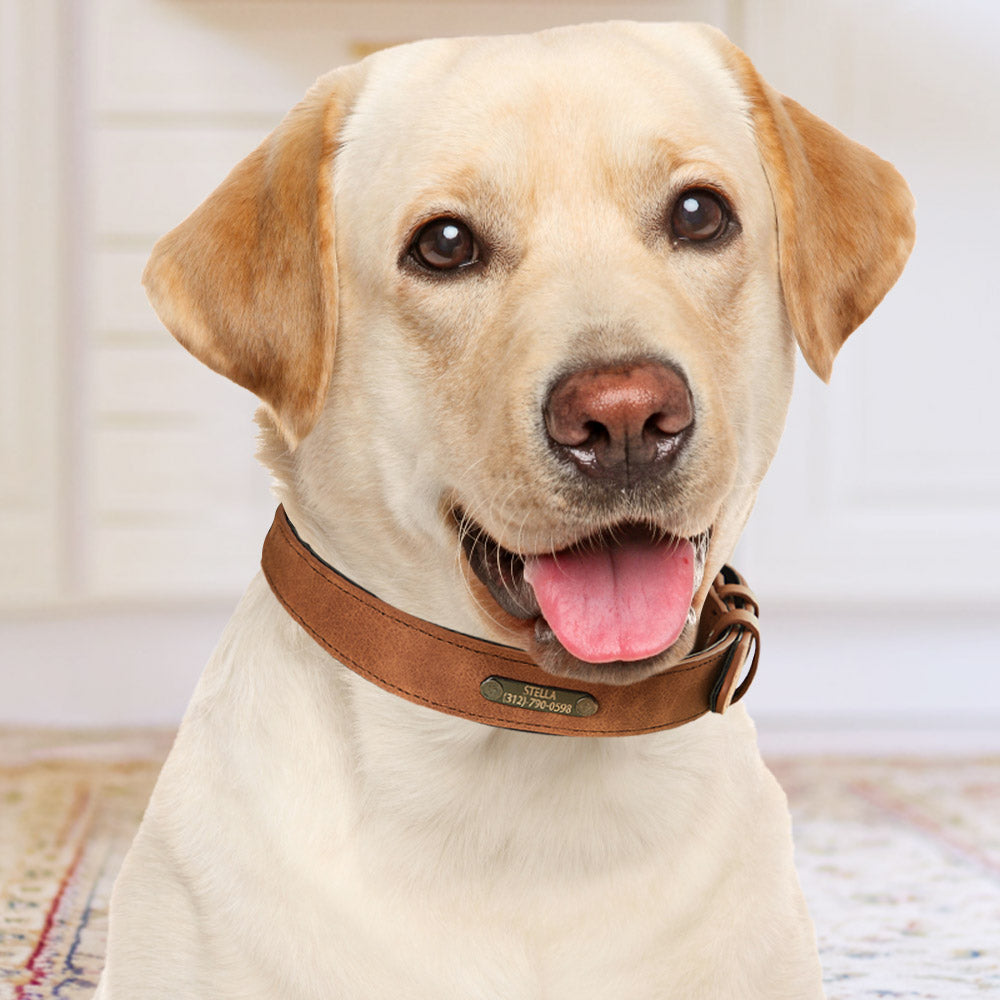 Engraved Leather Dog Collar